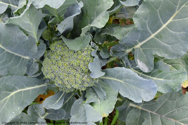 Broccoli Close up (3A) Picture Board by Philip Lehman