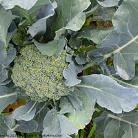 Buy canvas prints of Broccoli Close up (3A) by Philip Lehman