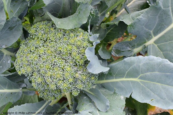 Broccoli Close up (5A) Picture Board by Philip Lehman