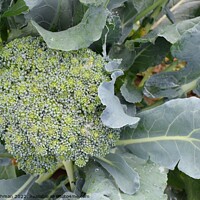Buy canvas prints of Broccoli Close up (5A) by Philip Lehman