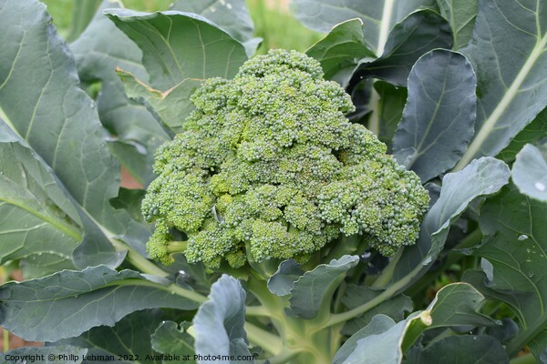 Broccoli Close up (13A) Picture Board by Philip Lehman