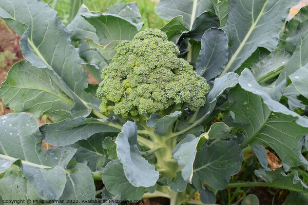 Broccoli Close up (10A) Picture Board by Philip Lehman