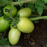 Buy canvas prints of Green Tomatoes (6A) by Philip Lehman