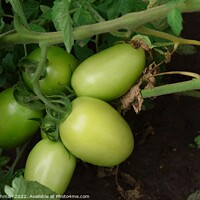 Buy canvas prints of Green Tomatoes (3A) by Philip Lehman