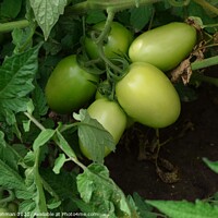Buy canvas prints of Green Tomatoes (1A) by Philip Lehman
