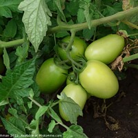 Buy canvas prints of Green Tomatoes (2A) by Philip Lehman