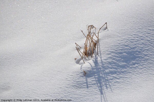 Snowy Landscape (40A) Picture Board by Philip Lehman