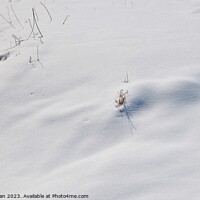Buy canvas prints of Snowy Landscape (42A) by Philip Lehman