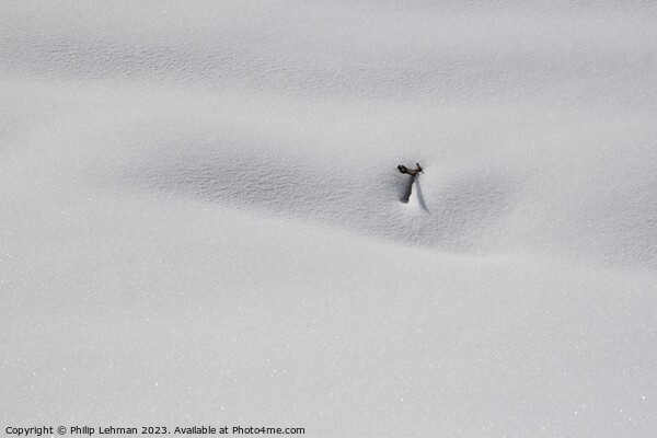Snowy Landscape (52A) Picture Board by Philip Lehman