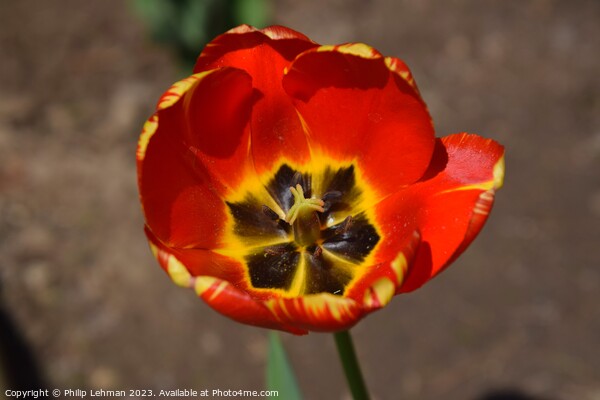 Opened Red Tulip 2A Picture Board by Philip Lehman