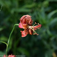 Buy canvas prints of Tiger Lily 3A by Philip Lehman