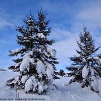 Buy canvas prints of Snow Covered Pines 19A by Philip Lehman