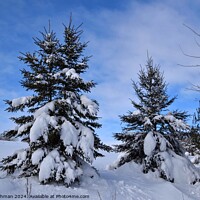 Buy canvas prints of Snow Covered Pines 27A by Philip Lehman