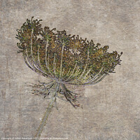 Buy canvas prints of Wild Carrot Floral Seed Head with textures  by Gillian Robertson