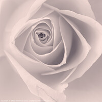 Buy canvas prints of Delicate Rose by Gillian Robertson