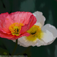 Buy canvas prints of Poppies by Gillian Robertson