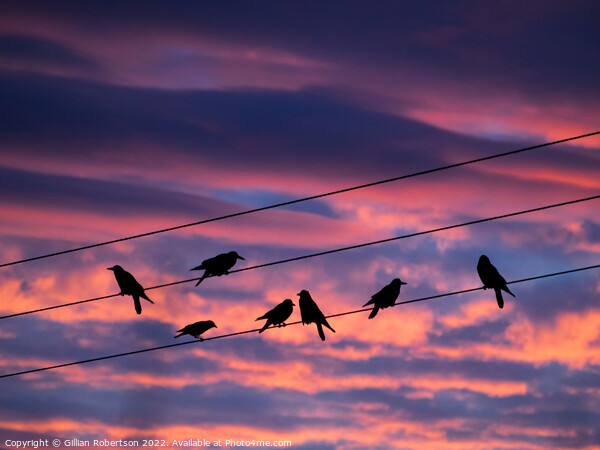 Birds on a wire - sunrise Picture Board by Gillian Robertson