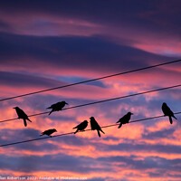 Buy canvas prints of Birds on a wire - sunrise by Gillian Robertson