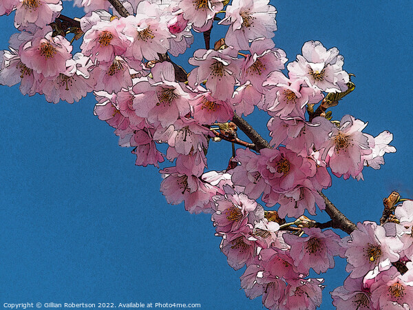 Cherry Blossom Digital Art Picture Board by Gillian Robertson