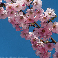 Buy canvas prints of Cherry Blossom Digital Art by Gillian Robertson