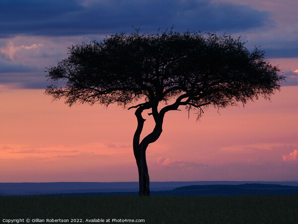 Masai Mara sunset Picture Board by Gillian Robertson