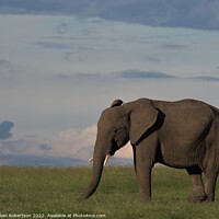 Buy canvas prints of Large Elephant Portrait Masai Mara by Gillian Robertson