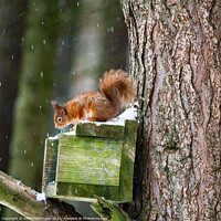 Buy canvas prints of Red  Squirrel Feeding  by Gillian Robertson