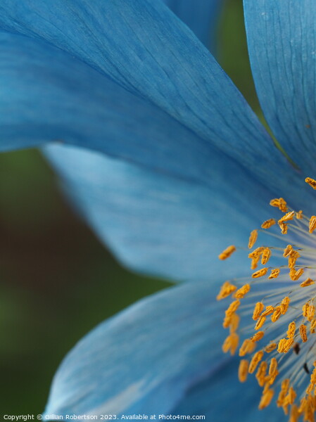 Blue Himalayan Poppy Picture Board by Gillian Robertson