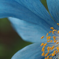 Buy canvas prints of Blue Himalayan Poppy by Gillian Robertson