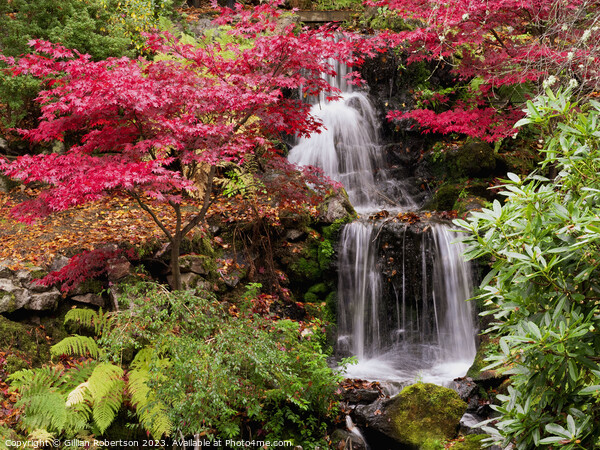 Autumn waterfall in Johnston Gardens Picture Board by Gillian Robertson