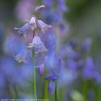 Buy canvas prints of Bluebells in Spring by Gillian Robertson