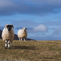 Buy canvas prints of Harris Sheep by Gillian Robertson