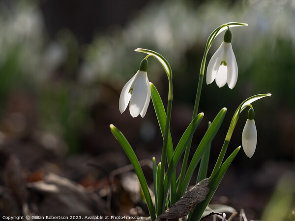 Spring time Snowdrops  Picture Board by Gillian Robertson