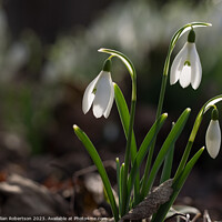 Buy canvas prints of Spring time Snowdrops  by Gillian Robertson