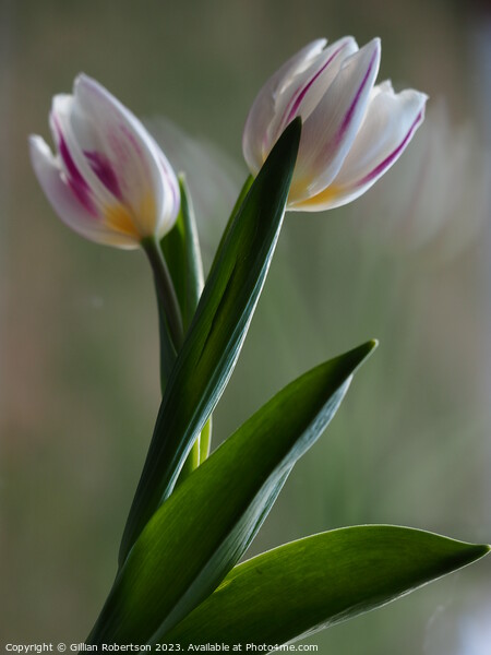 Tulip Portrait Picture Board by Gillian Robertson