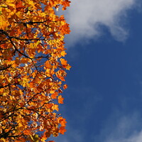 Buy canvas prints of Autumn Leaves by Gillian Robertson