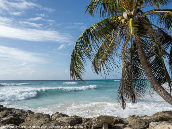 Palm Trees, Blue Skies and Waves in Barbados Picture Board by Gillian Robertson