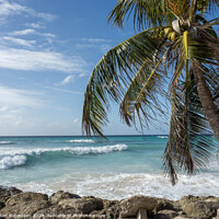 Buy canvas prints of Palm Trees, Blue Skies and Waves in Barbados by Gillian Robertson