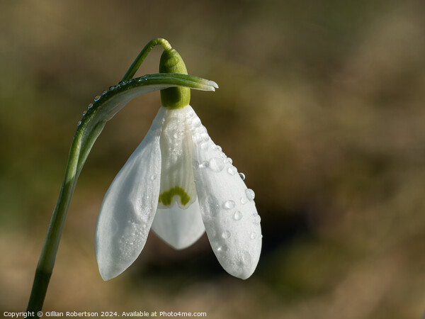 Solitary Snowdrop Picture Board by Gillian Robertson