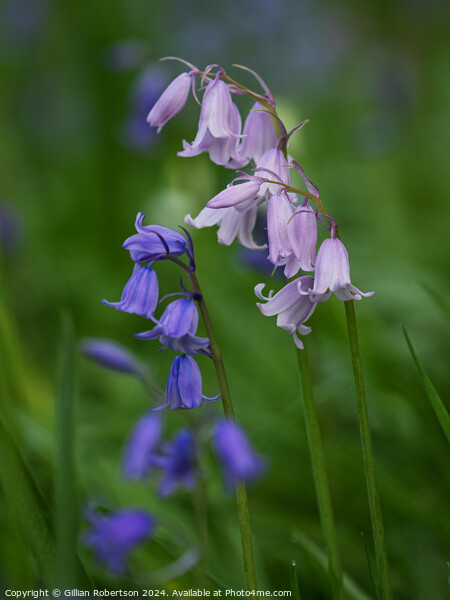 Bluebells in Spring Picture Board by Gillian Robertson
