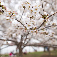 Buy canvas prints of Cherry Blossom Flowers by Eli Wilson
