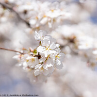 Buy canvas prints of Close-up Photo Of Cherry Blossoms by Eli Wilson