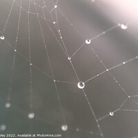 Buy canvas prints of Nature's wide web by dan sketchley