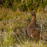 Buy canvas prints of Red Grouse Cairngorms National Park Scotland by Jonathan Mitchell