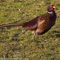 Buy canvas prints of Male Pheasant ( Phasianus colchicus ) by Jonathan Mitchell
