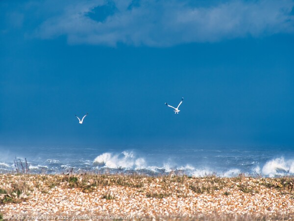 Swooping gulls on storm struck beach, Dungeness Picture Board by Mike Hardy