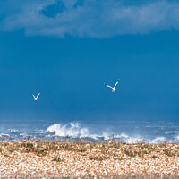 Buy canvas prints of Swooping gulls on storm struck beach, Dungeness by Mike Hardy