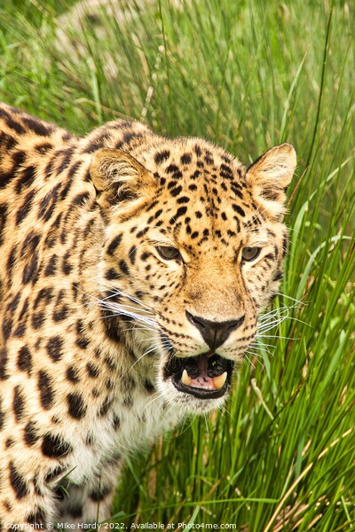 Amur Leopard Portrait Picture Board by Mike Hardy