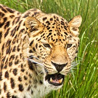Buy canvas prints of Amur Leopard Portrait by Mike Hardy