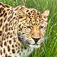 Buy canvas prints of Amur Leopard Watching by Mike Hardy